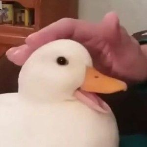 Meet your Posher, Ace